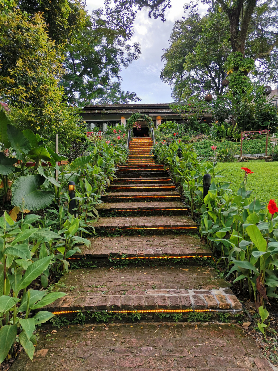 Green Trees in the Garden